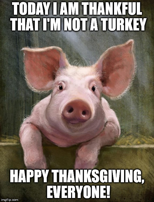 Wonder if this little guy knows about Christmas hams? | TODAY I AM THANKFUL THAT I'M NOT A TURKEY; HAPPY THANKSGIVING, EVERYONE! | image tagged in pig,turkey,thanksgiving | made w/ Imgflip meme maker