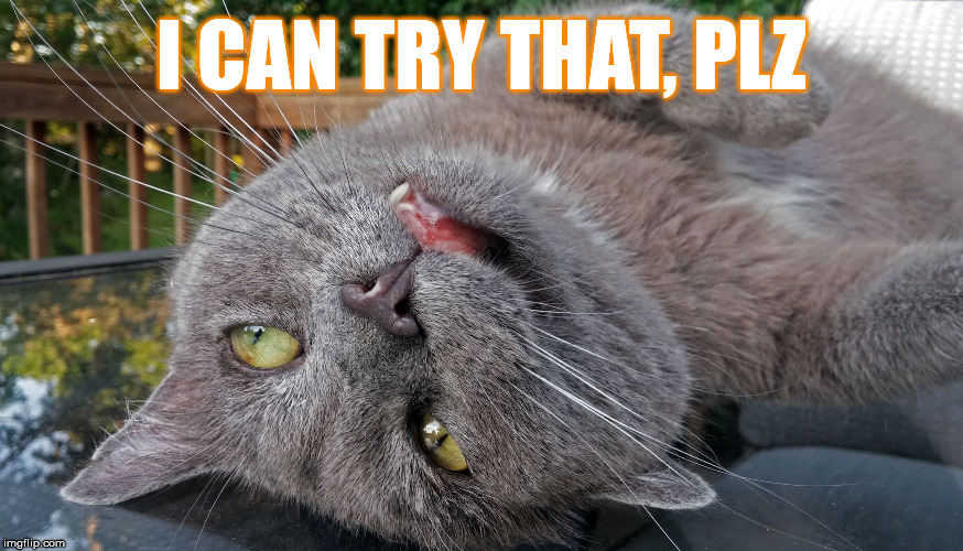 Faded Cat | I CAN TRY THAT, PLZ | image tagged in faded cat | made w/ Imgflip meme maker