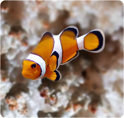 High Quality Ocellaris clownfish Nemo Blank Meme Template
