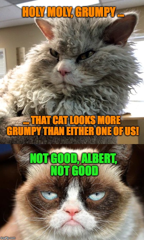 HOLY MOLY, GRUMPY ... NOT GOOD, ALBERT, NOT GOOD ... THAT CAT LOOKS MORE GRUMPY THAN EITHER ONE OF US! | made w/ Imgflip meme maker