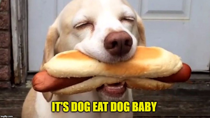 It's 'Ruff' Out There | IT'S DOG EAT DOG BABY | image tagged in memes,meme,dog,dogs,hot dog,hot dogs | made w/ Imgflip meme maker