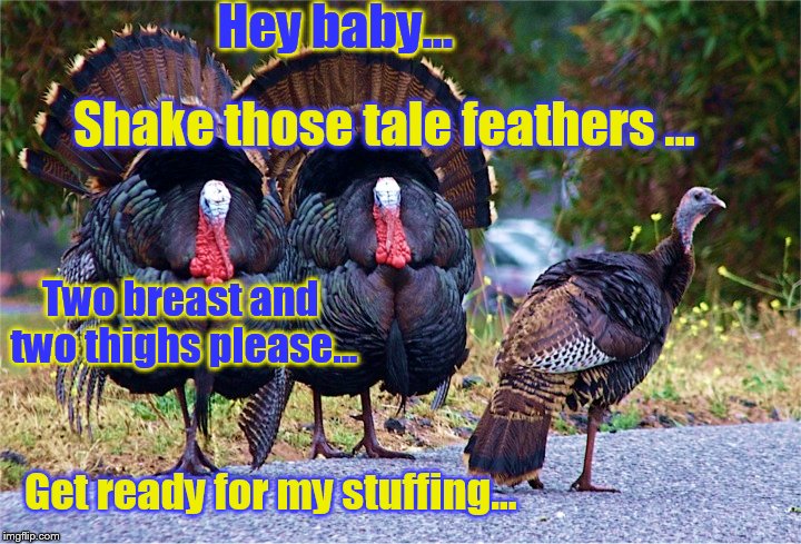 Old turkeys are such pervs. | Hey baby... Shake those tale feathers ... Two breast and two thighs please... Get ready for my stuffing... | image tagged in thanksgiving,funny memes,turkeys | made w/ Imgflip meme maker