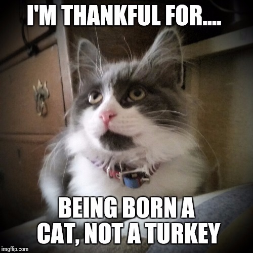 image tagged in thankful on thansgiving | made w/ Imgflip meme maker