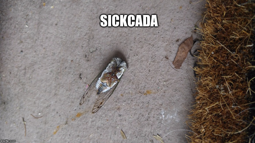 sickcada | SICKCADA | image tagged in bugs | made w/ Imgflip meme maker