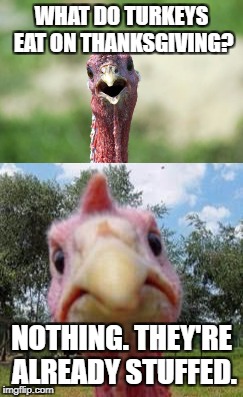 Offended Turkey | WHAT DO TURKEYS EAT ON THANKSGIVING? NOTHING. THEY'RE ALREADY STUFFED. | image tagged in thanksgiving,turkey disapproves | made w/ Imgflip meme maker