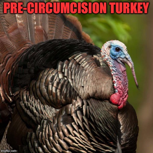StuTurkey | PRE-CIRCUMCISION TURKEY | image tagged in stuturkey | made w/ Imgflip meme maker