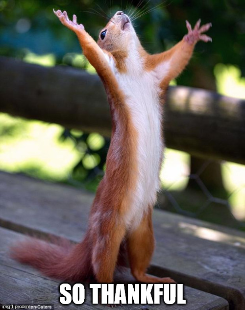 Praying Squirrel | SO THANKFUL | image tagged in praying squirrel | made w/ Imgflip meme maker