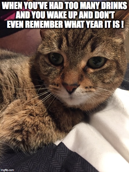 the struggle  | WHEN YOU'VE HAD TOO MANY DRINKS AND YOU WAKE UP AND DON'T EVEN REMEMBER WHAT YEAR IT IS ! | image tagged in funny memes,funny cats | made w/ Imgflip meme maker