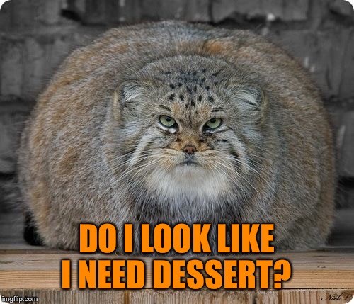 Me today after eating Thanksgiving dinner.... | DO I LOOK LIKE I NEED DESSERT? | image tagged in lol,lynch1979,i'm miserable,soooo good though,memes | made w/ Imgflip meme maker