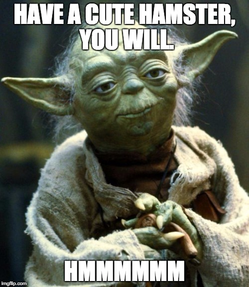 Star Wars Yoda Meme | HAVE A CUTE HAMSTER, YOU WILL. HMMMMMM | image tagged in memes,star wars yoda | made w/ Imgflip meme maker
