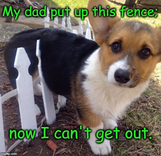 The Wall | My dad put up this fence;; now I can't get out. | image tagged in dogs,funny dogs,cute dogs | made w/ Imgflip meme maker