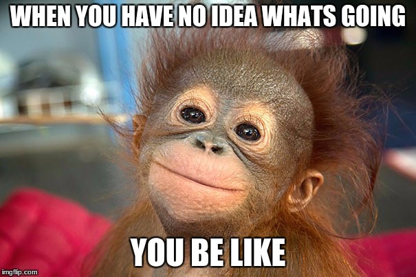 looooooool | WHEN YOU HAVE NO IDEA WHATS GOING; YOU BE LIKE | image tagged in funny monkeys | made w/ Imgflip meme maker