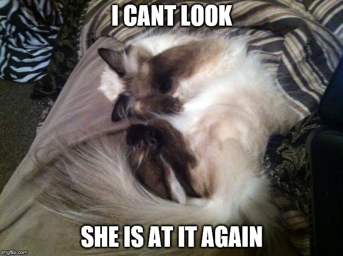 scared cat | I CANT LOOK; SHE IS AT IT AGAIN | image tagged in scary | made w/ Imgflip meme maker
