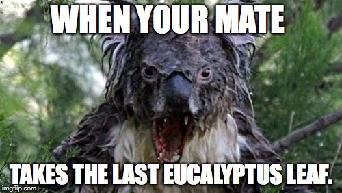 Over It... | WHEN YOUR MATE; TAKES THE LAST EUCALYPTUS LEAF. | image tagged in memes,angry koala | made w/ Imgflip meme maker