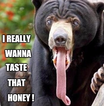 I REALLY; WANNA; TASTE; THAT; HONEY ! | image tagged in bearly holding on | made w/ Imgflip meme maker