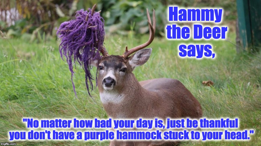 Hammy the Deer Says | Hammy the Deer says, "No matter how bad your day is, just be thankful you don't have a purple hammock stuck to your head." | image tagged in hammy the deer,deer,hammock,bad day,purple,wisdom | made w/ Imgflip meme maker