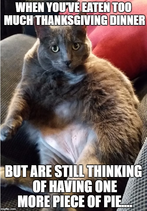 More Pie Fat Cat | WHEN YOU'VE EATEN TOO MUCH THANKSGIVING DINNER; BUT ARE STILL THINKING OF HAVING ONE MORE PIECE OF PIE.... | image tagged in cat,funny cat memes,thanksgiving | made w/ Imgflip meme maker