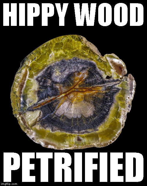 Hippy wood | HIPPY WOOD; PETRIFIED | image tagged in fossil hippies,junkies,retards,stupid liberals | made w/ Imgflip meme maker