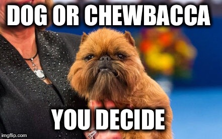 A little Brussels Griffon won yesterday’s dog show  | DOG OR CHEWBACCA; YOU DECIDE | image tagged in chewbacca,dog show | made w/ Imgflip meme maker