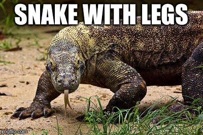 Snake with legs | SNAKE WITH LEGS | image tagged in snake with legs | made w/ Imgflip meme maker