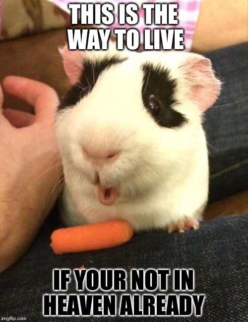 Caroot  | THIS IS THE WAY TO LIVE; IF YOUR NOT IN HEAVEN ALREADY | image tagged in pig,carrots,guinea pig | made w/ Imgflip meme maker