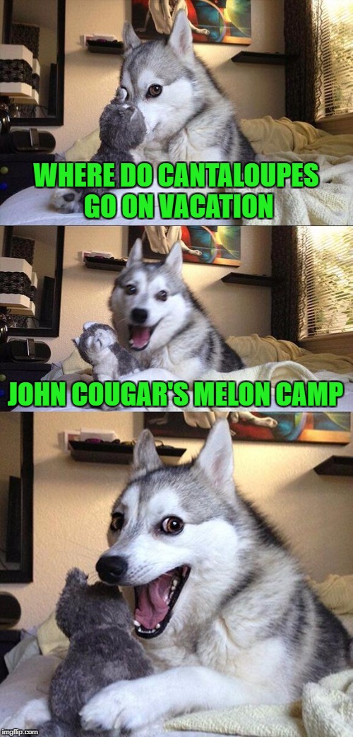 Bad Pun Dog Meme | WHERE DO CANTALOUPES GO ON VACATION; JOHN COUGAR'S MELON CAMP | image tagged in memes,bad pun dog | made w/ Imgflip meme maker