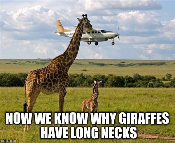 NOW WE KNOW WHY GIRAFFES HAVE LONG NECKS | made w/ Imgflip meme maker