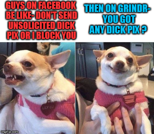 Angry Chihuahua Hy Imgflip Angry Chihuahua Hy Guys On Facebook Be Like Don T Send Unsolicited