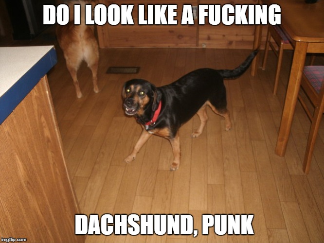 DO I LOOK LIKE A F**KING DACHSHUND, PUNK | made w/ Imgflip meme maker