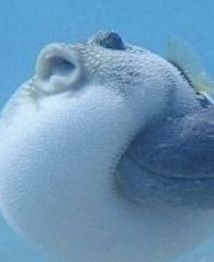 High Quality Pufferfish does not want Blank Meme Template