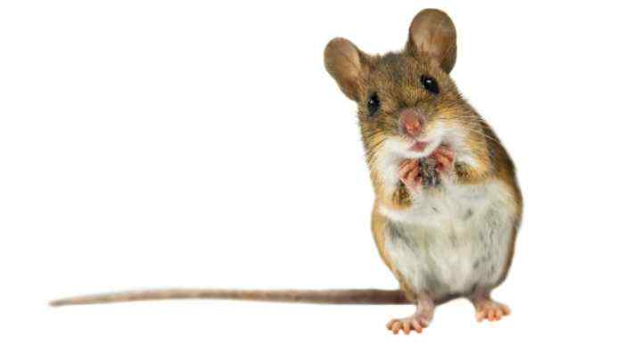 mouse Blank Meme Template