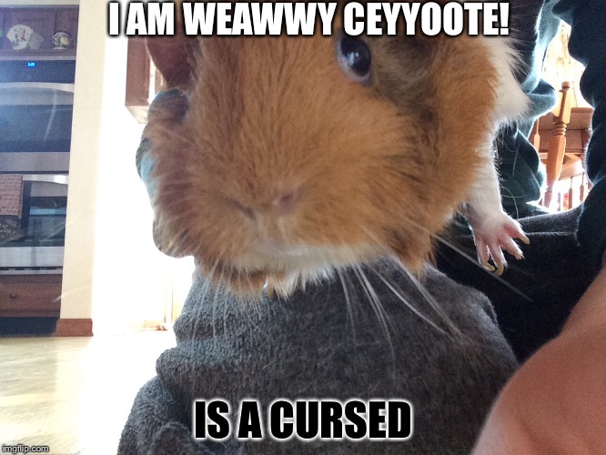 Cursed cuteness | I AM WEAWWY CEYYOOTE! IS A CURSED | image tagged in pig,guinea pig,cute curse | made w/ Imgflip meme maker