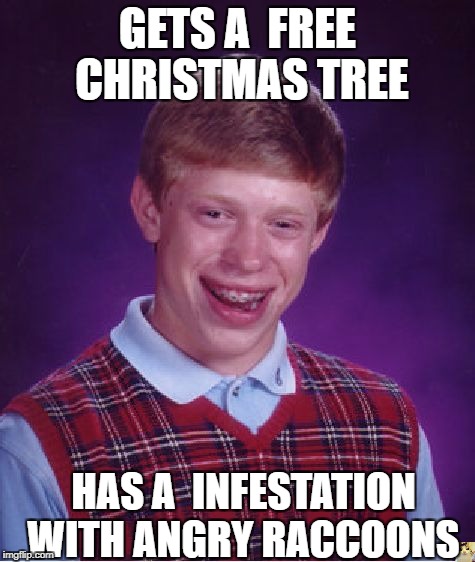 Bad Luck Brian Meme | GETS A  FREE CHRISTMAS TREE; HAS A  INFESTATION WITH ANGRY RACCOONS | image tagged in memes,bad luck brian | made w/ Imgflip meme maker