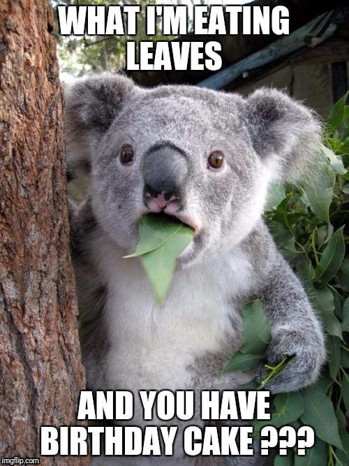 Surprised Koala | WHAT I'M EATING LEAVES; AND YOU HAVE BIRTHDAY CAKE ??? | image tagged in memes,surprised koala | made w/ Imgflip meme maker