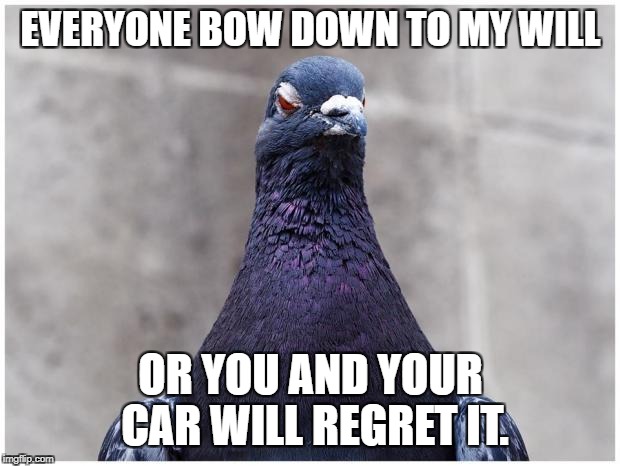 Hatred Pigeon | EVERYONE BOW DOWN TO MY WILL; OR YOU AND YOUR CAR WILL REGRET IT. | image tagged in hatred pigeon | made w/ Imgflip meme maker