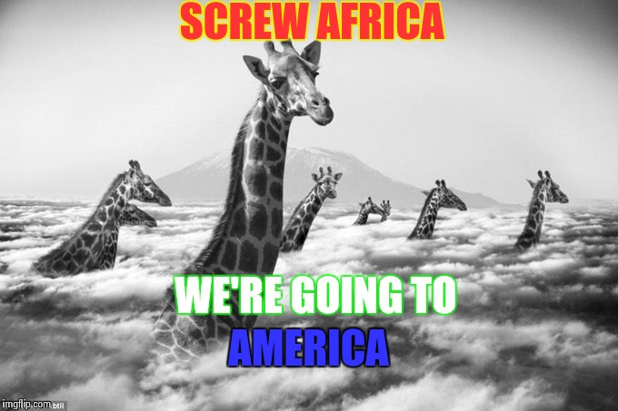 America | SCREW AFRICA; WE'RE GOING TO; AMERICA | image tagged in animals,funny,memes | made w/ Imgflip meme maker