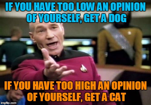 Destroying your self-worth: it's what cats are good for. |  IF YOU HAVE TOO LOW AN OPINION OF YOURSELF, GET A DOG; IF YOU HAVE TOO HIGH AN OPINION OF YOURSELF, GET A CAT | image tagged in memes,picard wtf,cat weekend,life hack,self esteem,cats are awesome | made w/ Imgflip meme maker