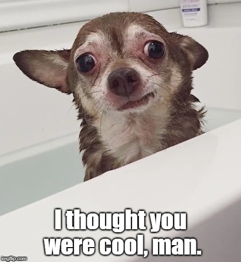 I thought you were cool... | I thought you were cool, man. | image tagged in funny,funny dogs,dogs | made w/ Imgflip meme maker