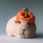 Guinea pig with vegetable