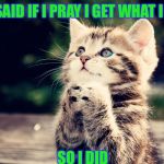 Cats | THEY SAID IF I PRAY I GET WHAT I WANT; SO I DID | image tagged in cats | made w/ Imgflip meme maker