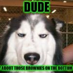 Skeptical Dog | DUDE; SORRY ABOUT THOSE BROWNIES ON THE BOTTOM SHELF | image tagged in skeptical dog | made w/ Imgflip meme maker