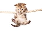 Hang in there kitty  meme