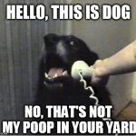 Yes this is dog | HELLO, THIS IS DOG; NO, THAT'S NOT MY POOP IN YOUR YARD | image tagged in yes this is dog | made w/ Imgflip meme maker