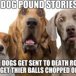 surprised dogs | DOG POUND STORIES; SOME DOGS GET SENT TO DEATH ROW AND SOME GET THIER BALLS CHOPPED OFF THERE | image tagged in surprised dogs | made w/ Imgflip meme maker