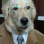 Accounting Dog