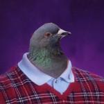 Bad Luck Pigeon