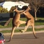 Fighting Kangaroos