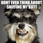 Angry Dog | DONT EVEN THINK ABOUT SNIFFING MY BUTT | image tagged in angry dog | made w/ Imgflip meme maker