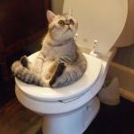 Toilet Cat