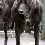 muscle dog